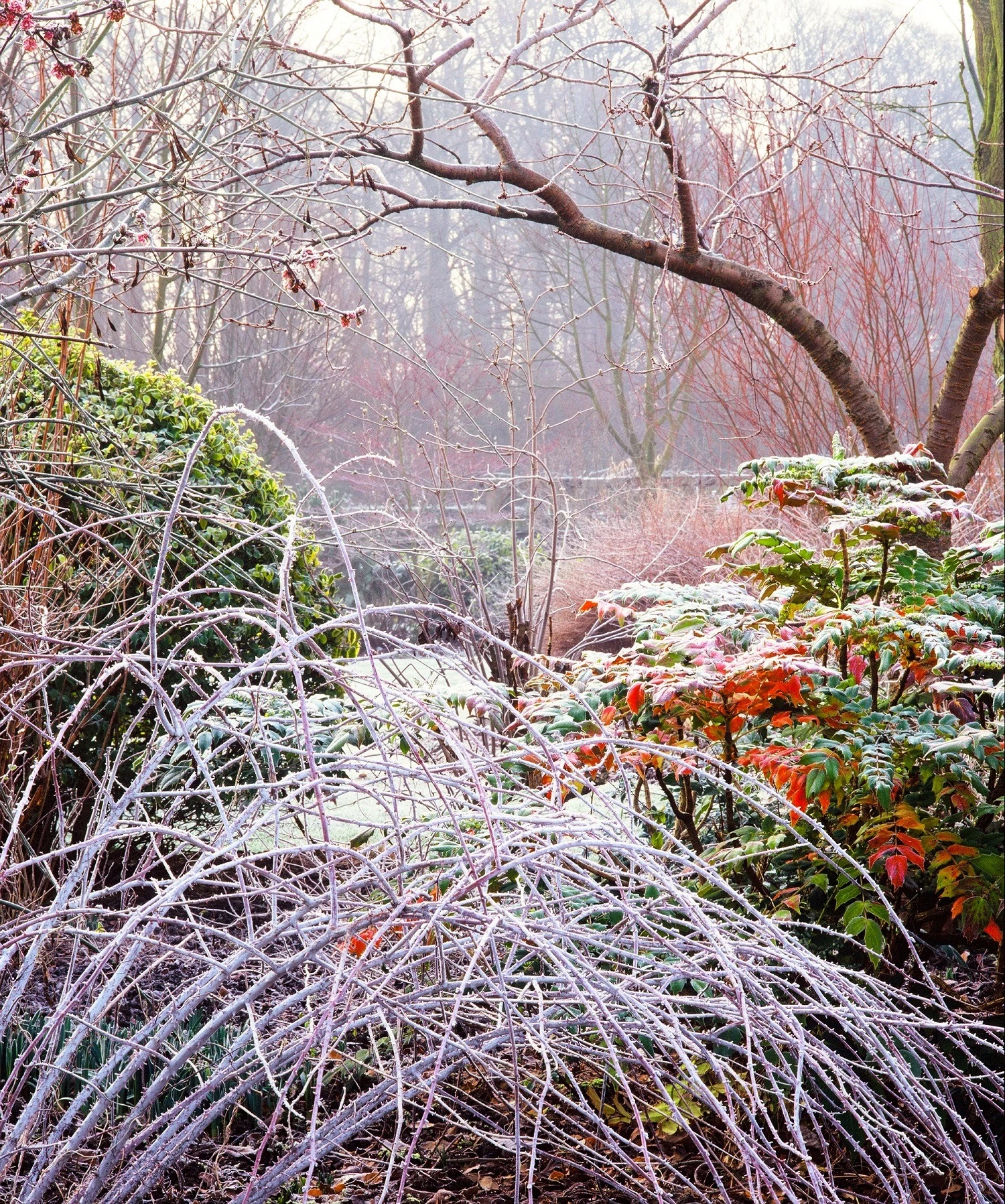 The Winter Wonderland of Barnsdale Gardens