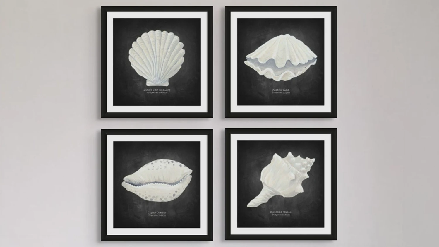 Beach House Art Frames Intricate Shells in Bold Backdrops