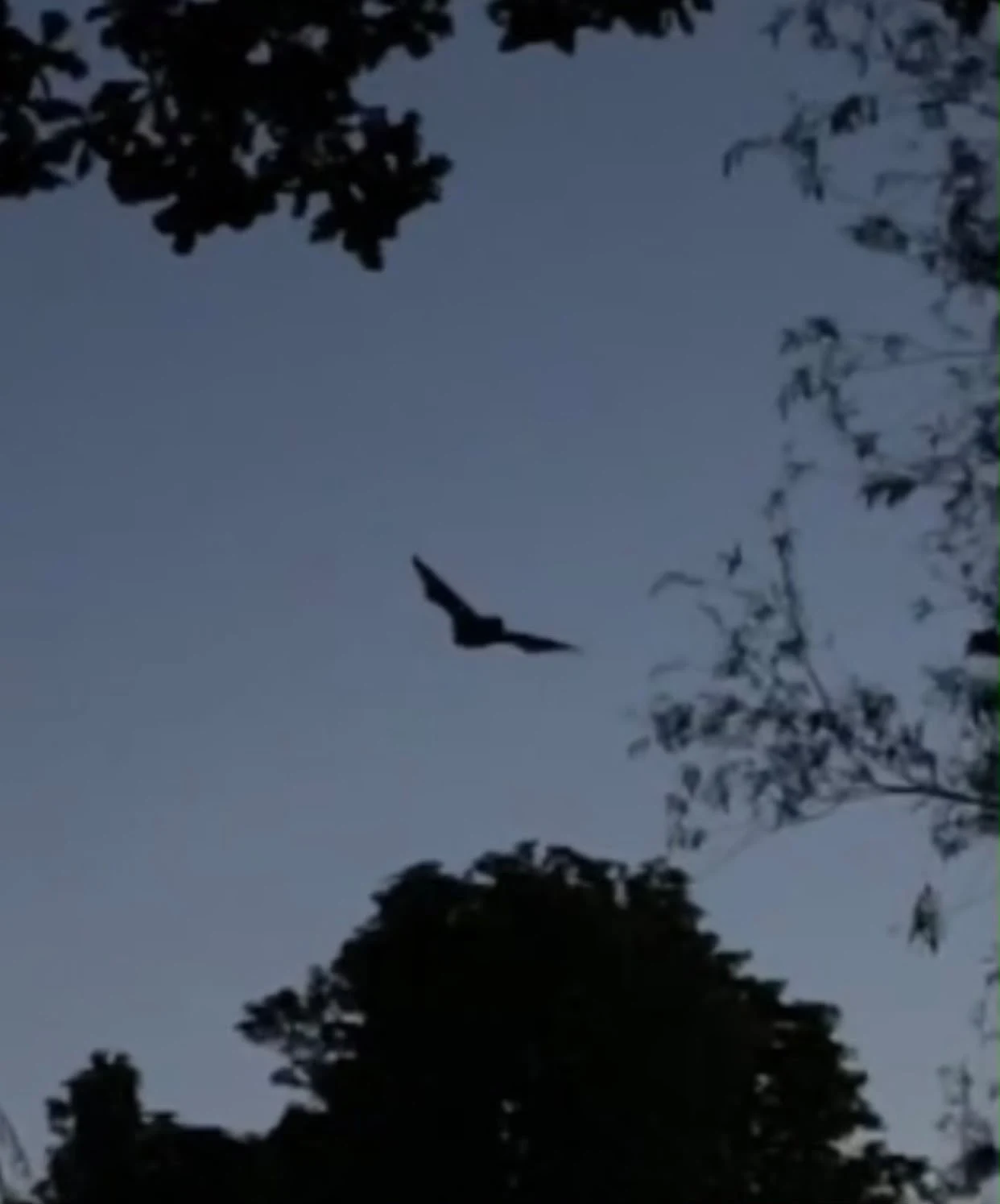 Forget Haunted Houses - Britain’s Woodlands Are Full of Halloween Horrors