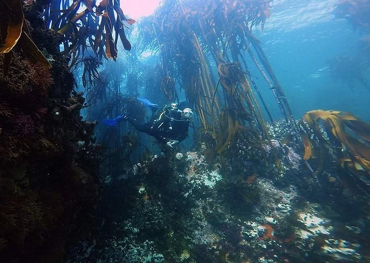 UK Divers Invited to Discover South Africa’s Great African Sea Forest with Oceans Africa