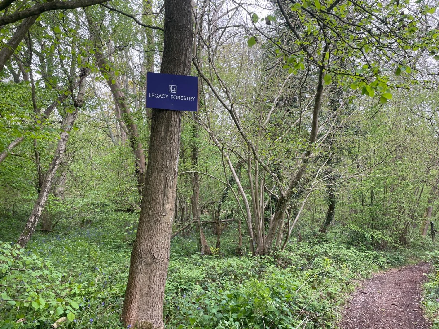 Legacy Forestry Launches Tax-Efficient Woodland Investment Opportunity