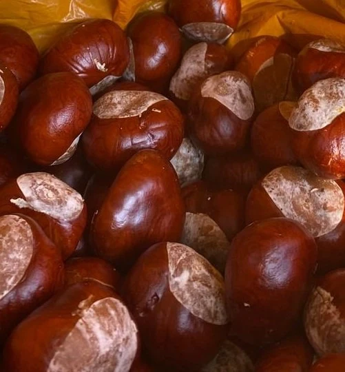 The Mighty Conker: Britain’s Autumn Tradition Lives On