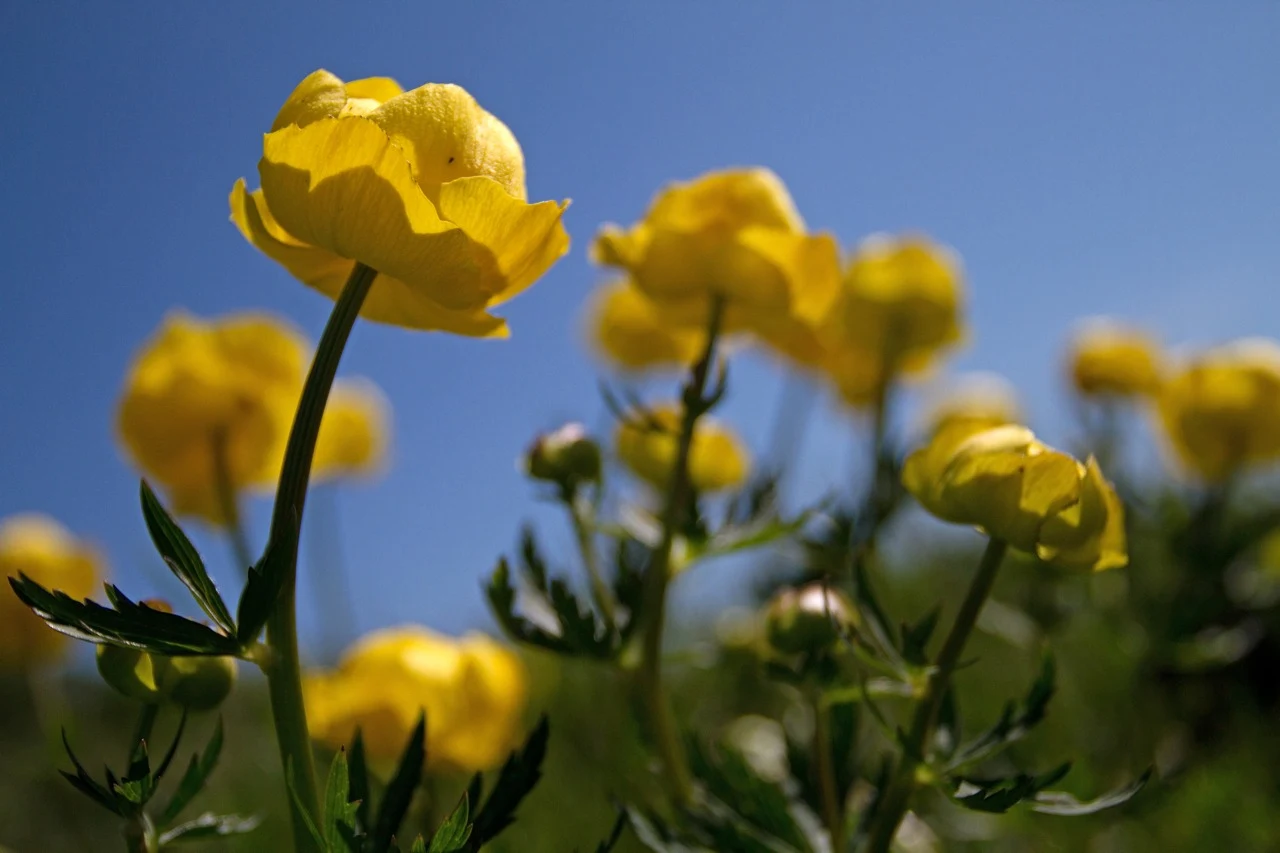 Field Studies Council welcomes Lords’ vote to prevent biodiversity loss through development